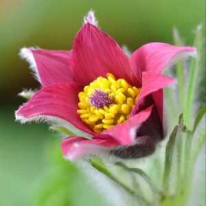 Ketokylmänkukka 'Rode Klokke'; At,p12,Ul