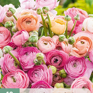 Jaloleinikki Pastel Mix 10 kpl