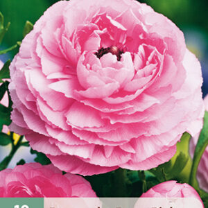 Jaloleinikki pinkki 10 kpl