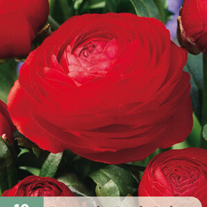 Jaloleinikki punainen 10 kpl