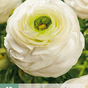 Jaloleinikki Valkoinen 10 kpl