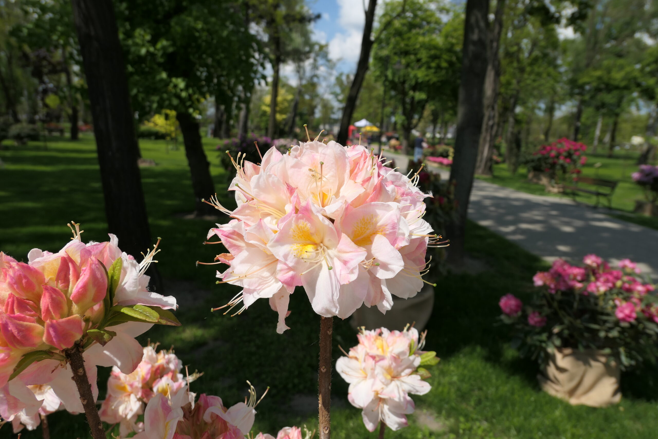 Puistoatsalea 'Satomi'; 50-70, At 5L,Ul