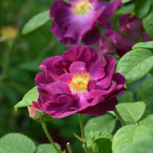 Ranskanruusu 'Merveille'; At, 2L,Ul