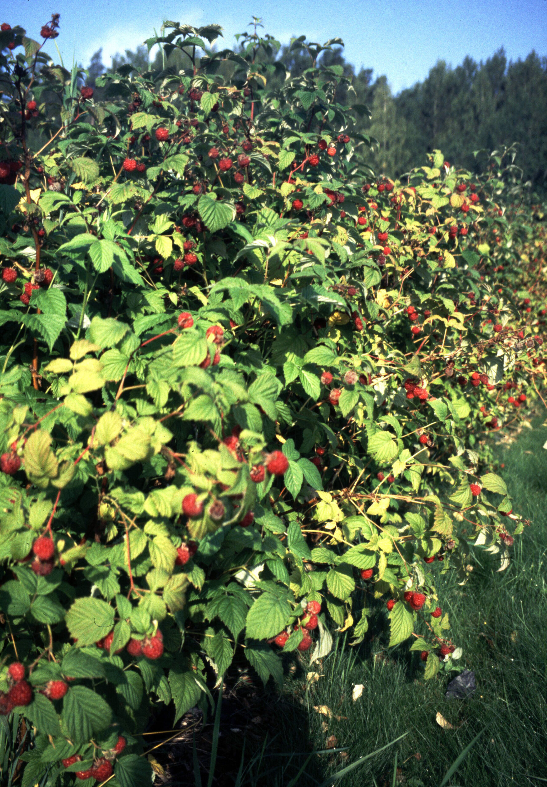 Vadelma 'Maurin makea'; At, p11