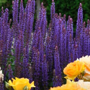 Lehtosalvia 'Ostfriesland'; At,p12,Ul