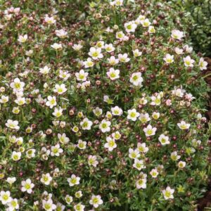 Patjarikko 'Pixie Pan Appleblossom'; At,p12,Ul