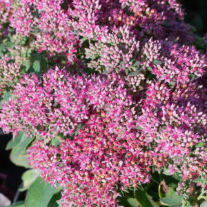 Komeamaksaruoho 'Carl'; At,p12,Ul