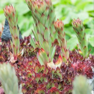 Mehitähti, lajitelma; At,p12,Ul