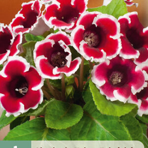 Suppilokukka l. Gloxinia 'Kaiser Friedrich', 1 kpl