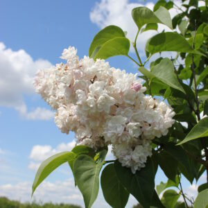 Jalosyreeni 'Krasawica Moskwy/Moskovan Kaunotar';