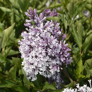 Samettisyreeni 'Miss Kim'; At,2L,Ul