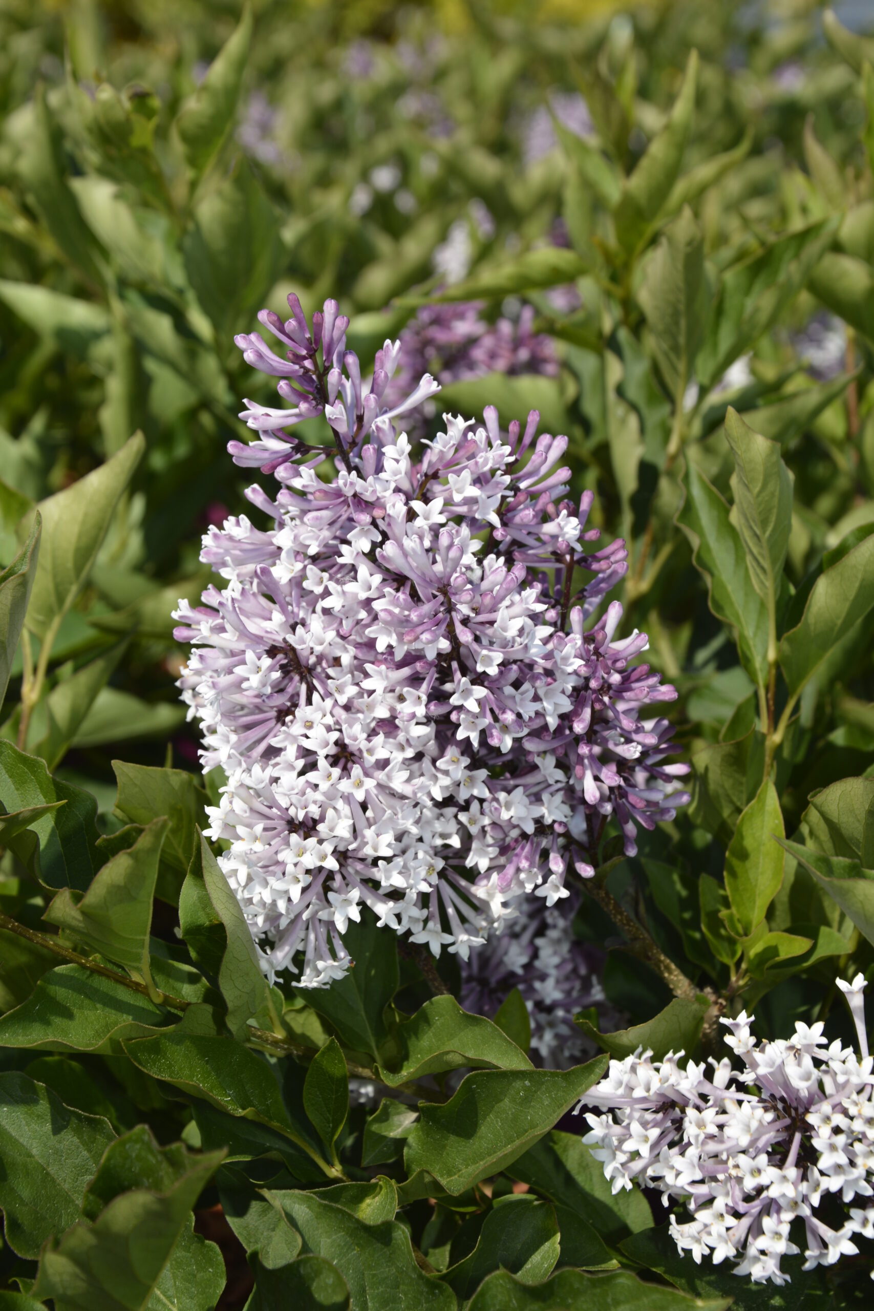 Samettisyreeni 'Miss Kim'; At,2L,Ul