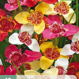 Tiikerikukka Mix 10 kpl