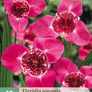 Tiikerikukka Pink 10 kpl