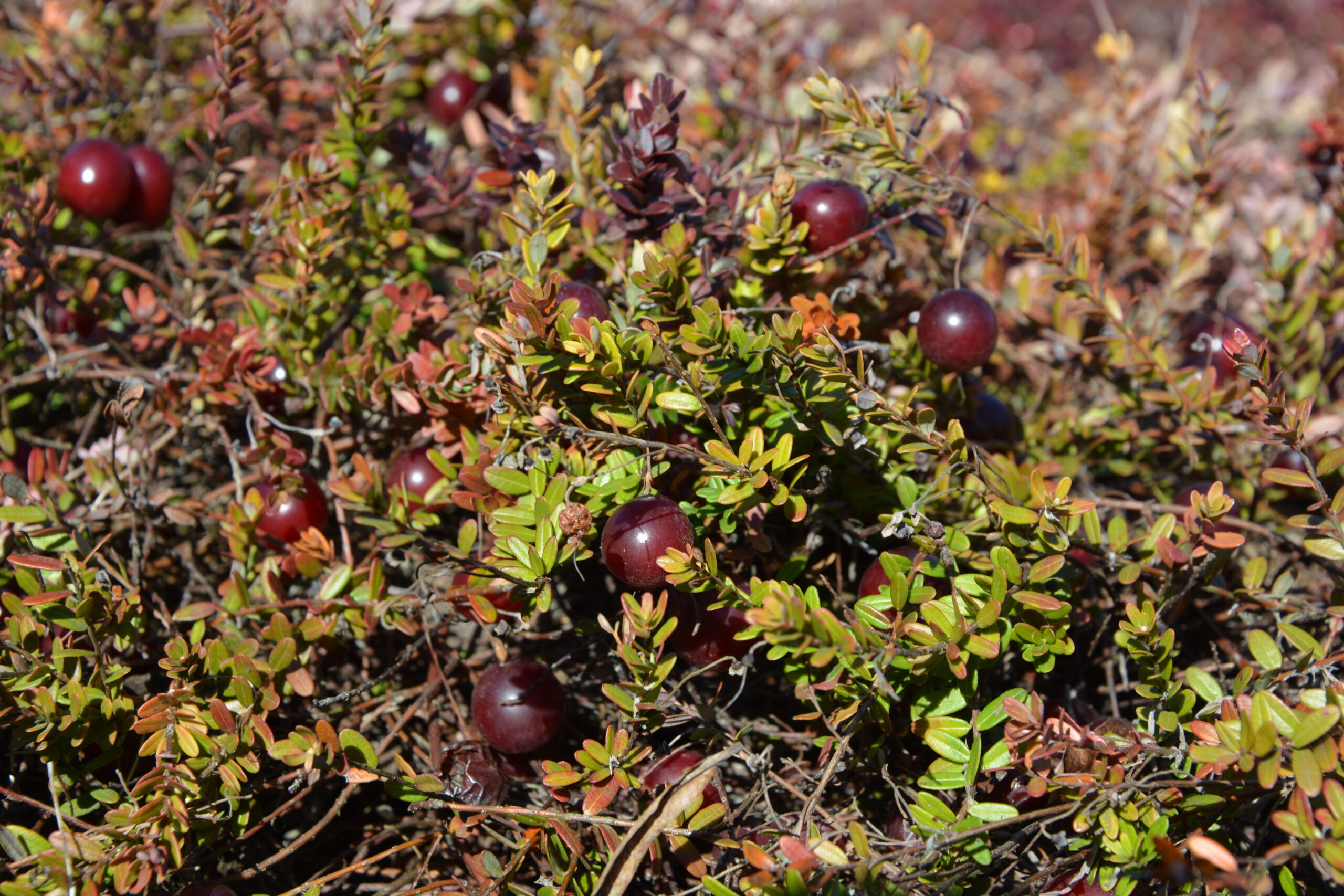 Amerikankarpalo 'Early Black'; At 2L,Ul - Image 2