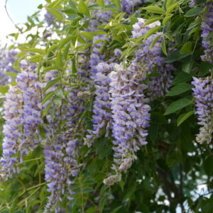 Kentuckynsinisade 'Blue Moon'; At,2L,Ul