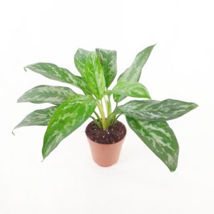 Laikkuvehka 'Green Lady' p12