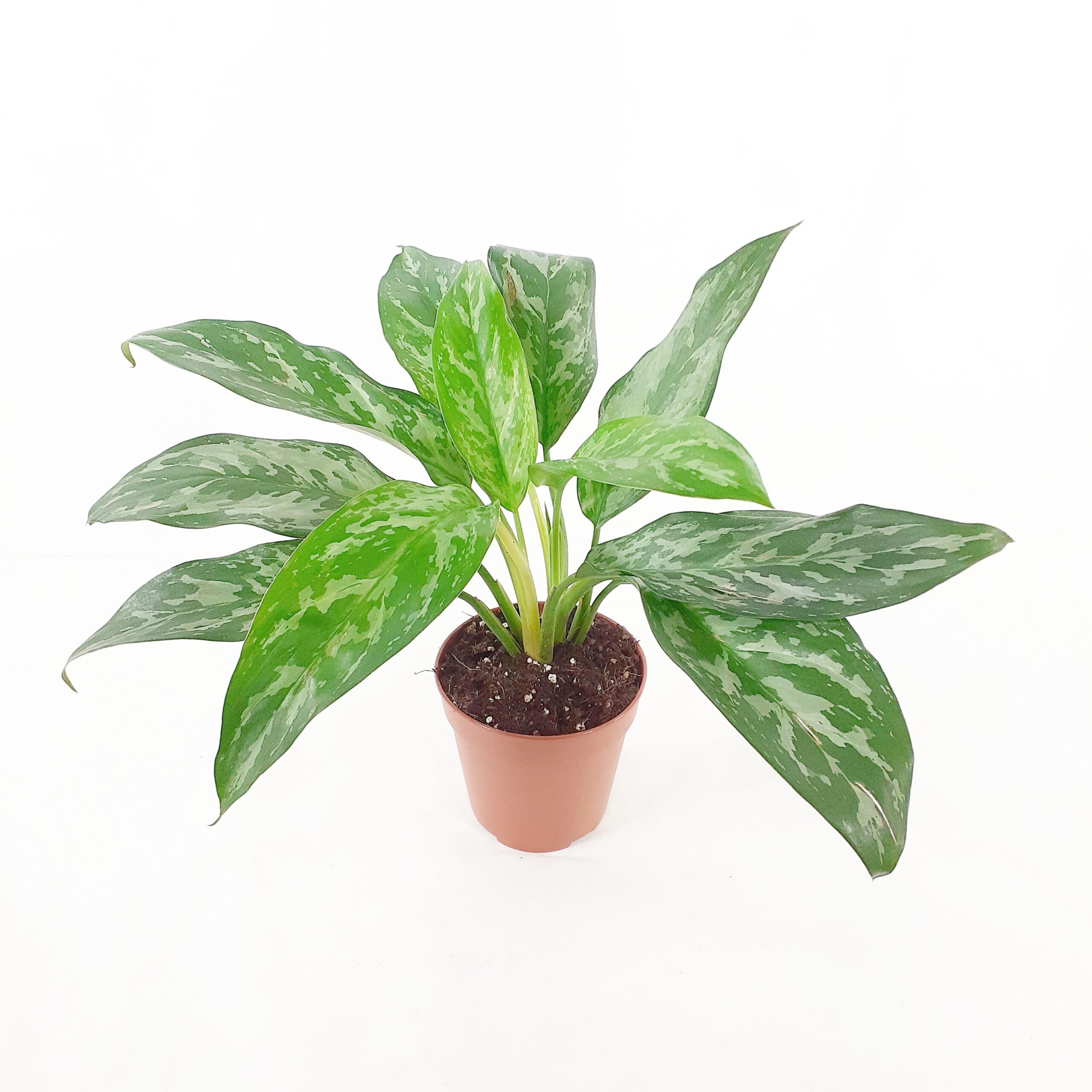 Laikkuvehka 'Green Lady' p12