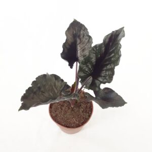 Alocasia 'Antoro Velvet' p19