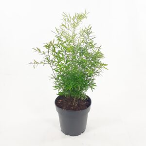 Hienohelma Cwebe p12