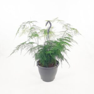 Unelma amppelissa p19