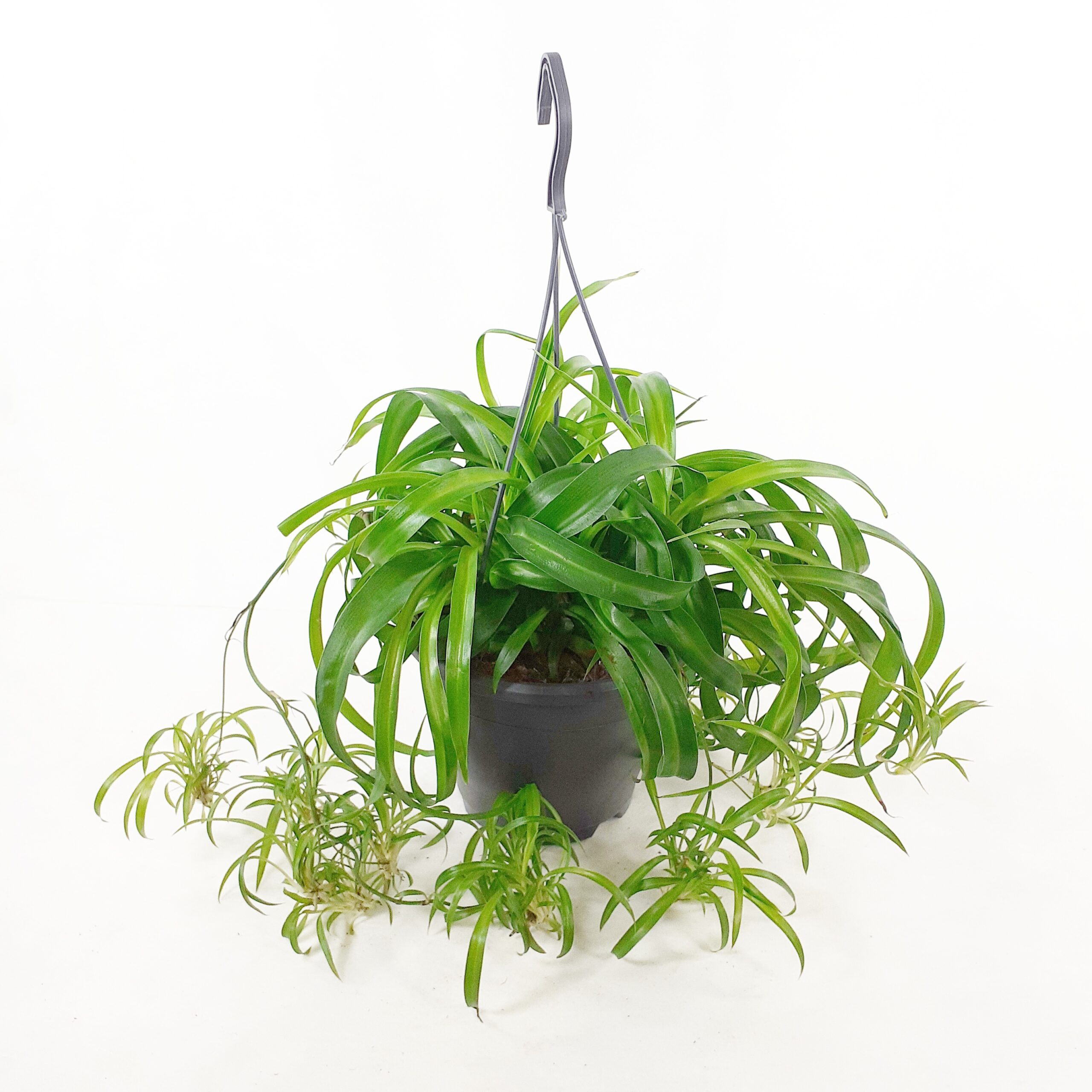 Rönsylilja amppeli 'Bonnie' p19