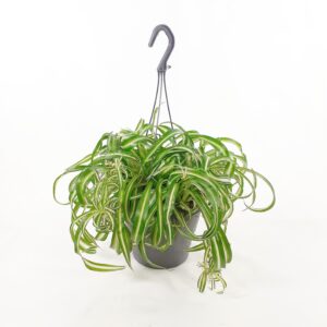 Kirjorönsylilja amppeli 'Bonnie' p19