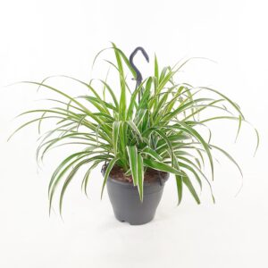 Rönsylilja amppeli 'Vittatum' p19