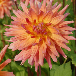 Daalia 'Alfred Grille' 1 kpl