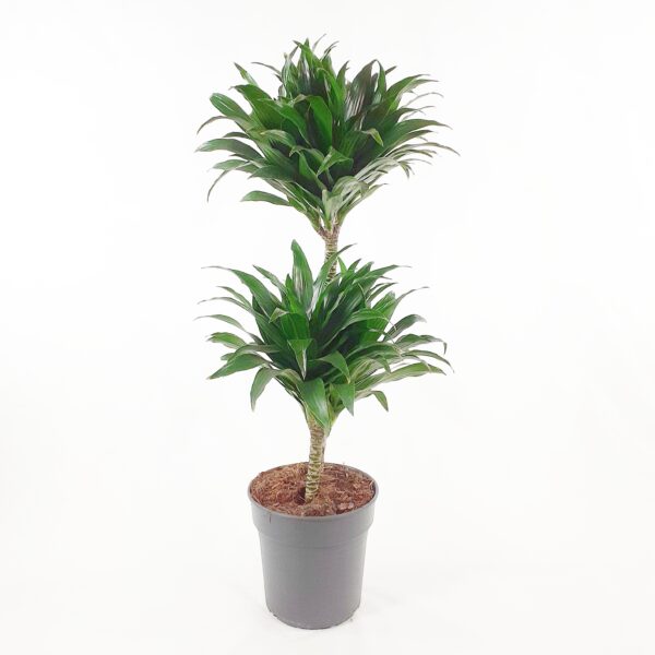 supputraakkipuu-70-80cm-viherkauppa