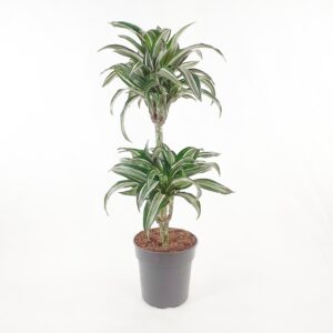 Juovatraakkipuu 'Jade Jewel' 80cm