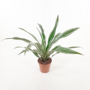 Juovatraakkipuu 'White Stripe' p12