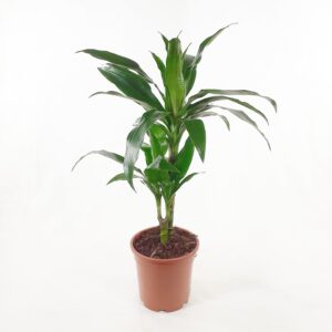 Tuoksutraakkipuu 'Janet Craig' 60-70cm