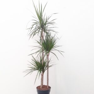 Reunustraakkipuu 140-150cm