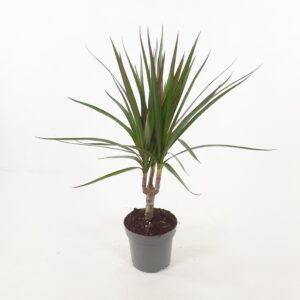 Reunustraakkipuu p11-12