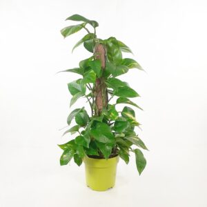 Kultaköynnös tuettu 70-80cm