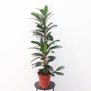 Korvakeviikuna 110cm