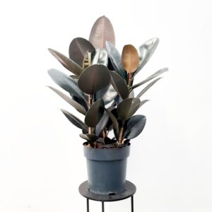 Huonekumipuu 'Abidjan' 3-runkoinen