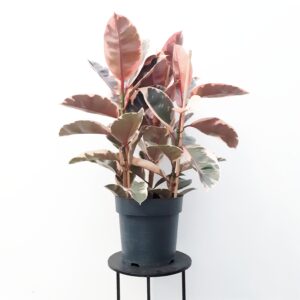 Huonekumipuu 'Belize' 3-runkoinen