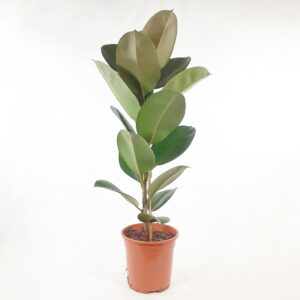 Huonekumipuu 'Robusta' 90cm