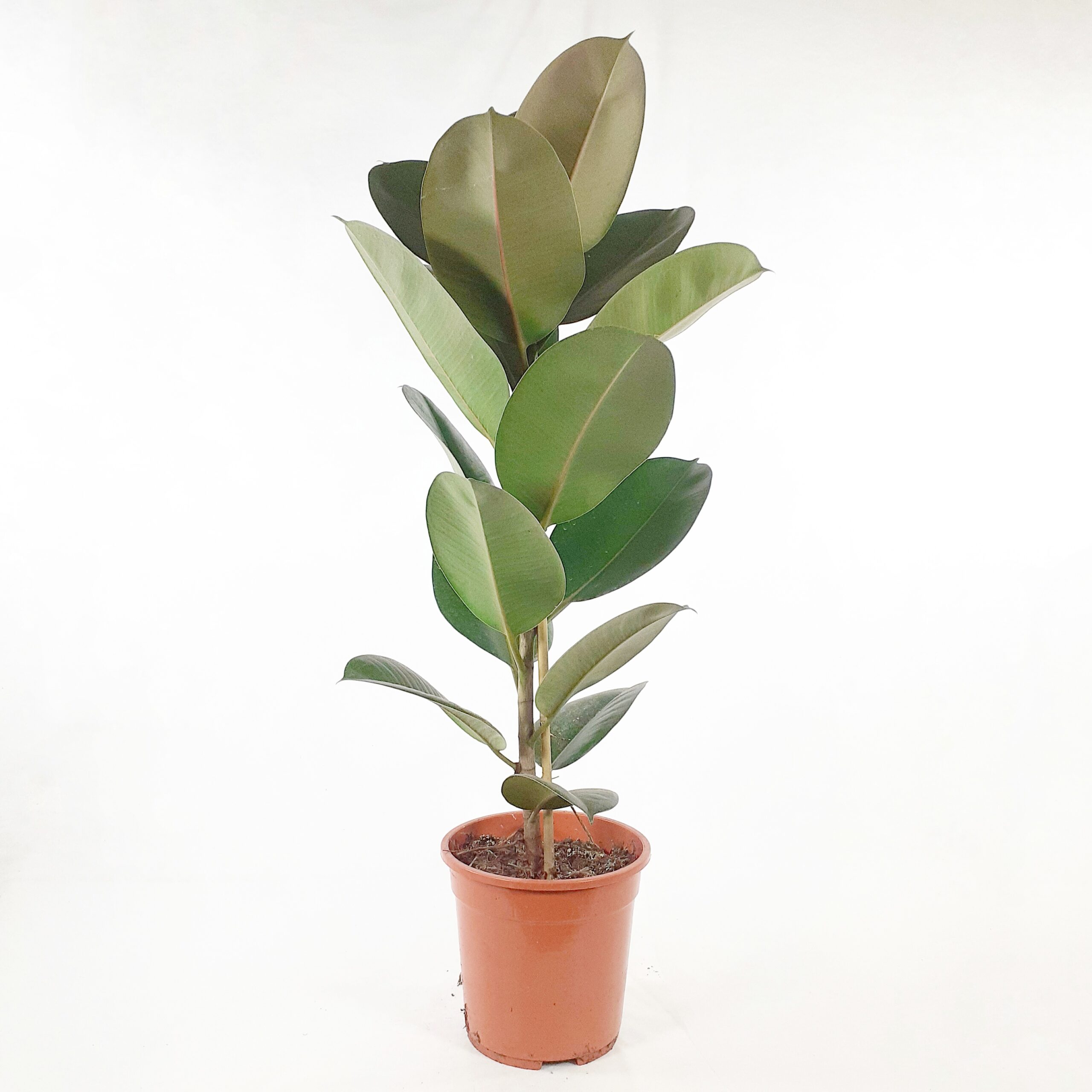 Huonekumipuu 'Robusta' 90cm