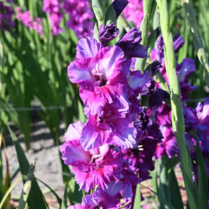 Gladiolus ' Purple Art' 1 kpl