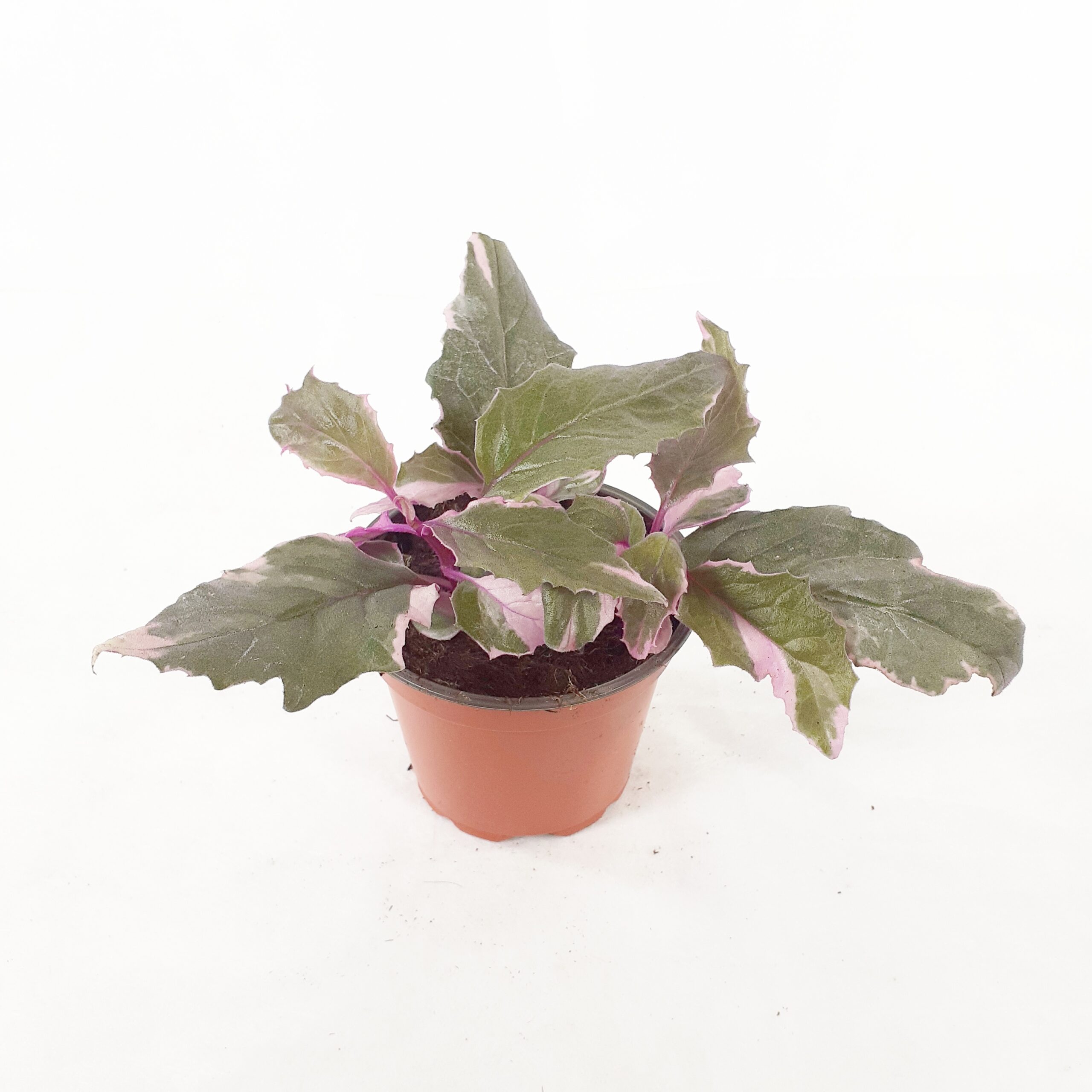 Samettilehti variagata p12