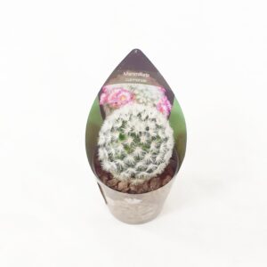 Syyläkaktus carmenae rubrispina p6,5