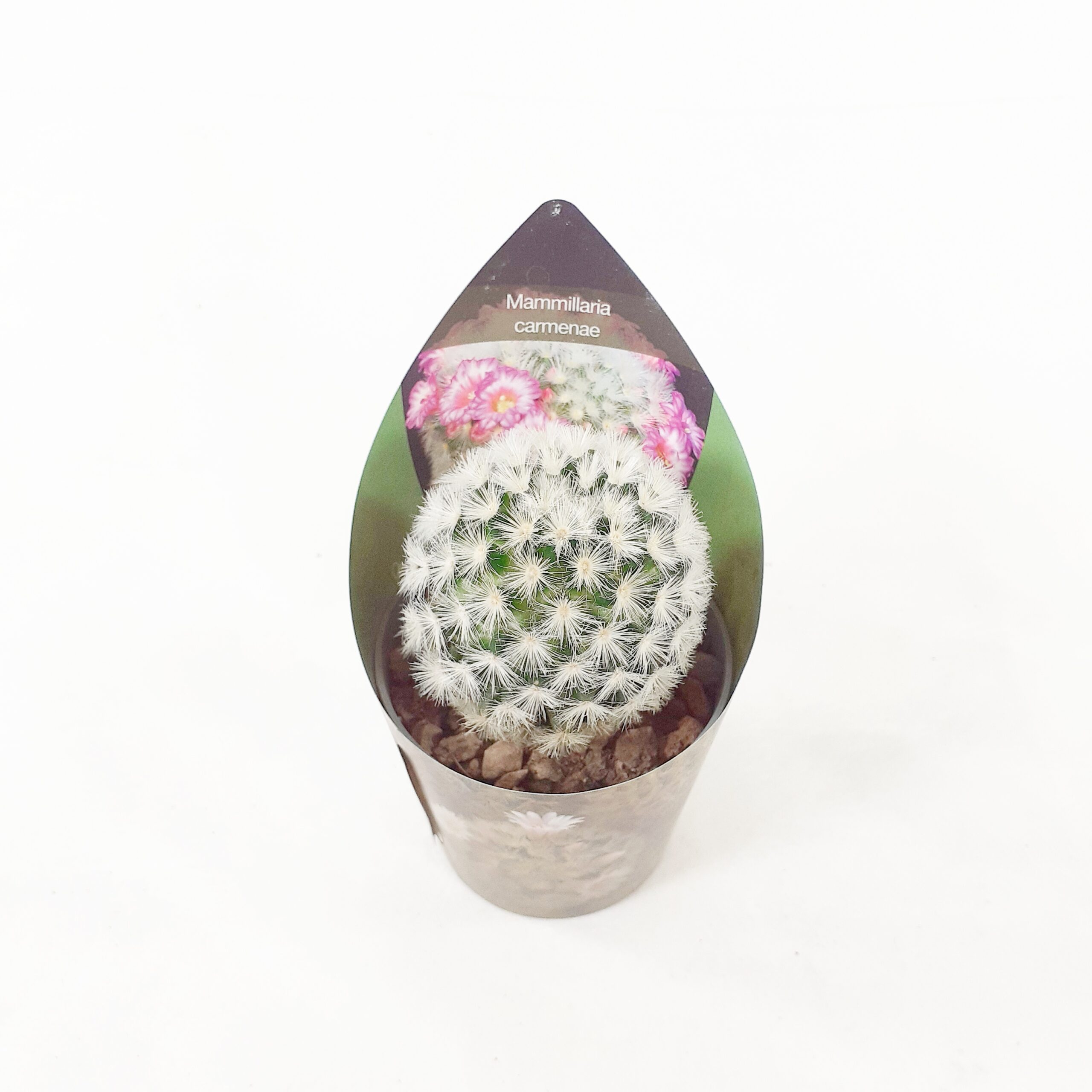 Syyläkaktus carmenae rubrispina p6,5