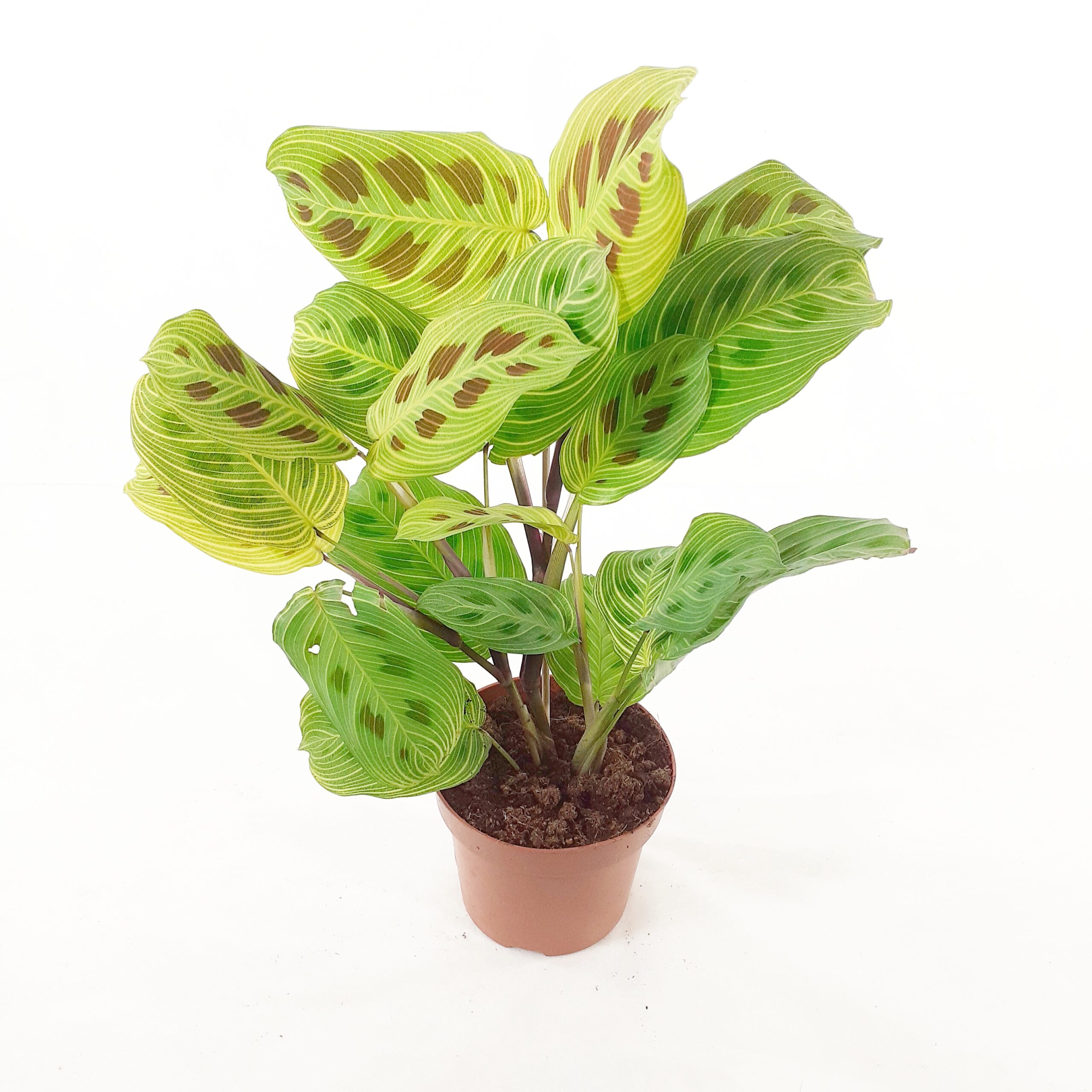 Nukkumatti 'Light Veins' p12