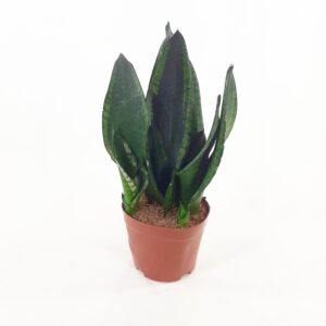 Isoanopinkieli 'Silver flame' p12