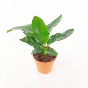 Helokolibrikukka p12-13