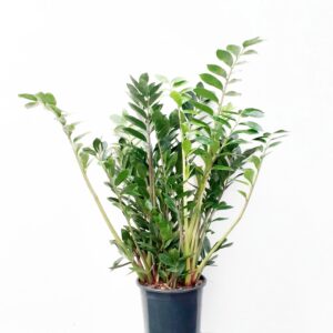 Palmuvehka 110-120cm