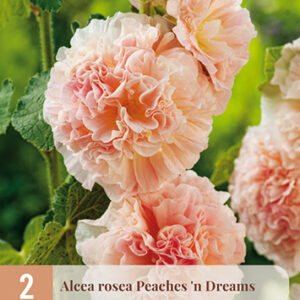 Tarhasalkoruusu 'Peaches n' Dreams'; Juurakko 2kpl